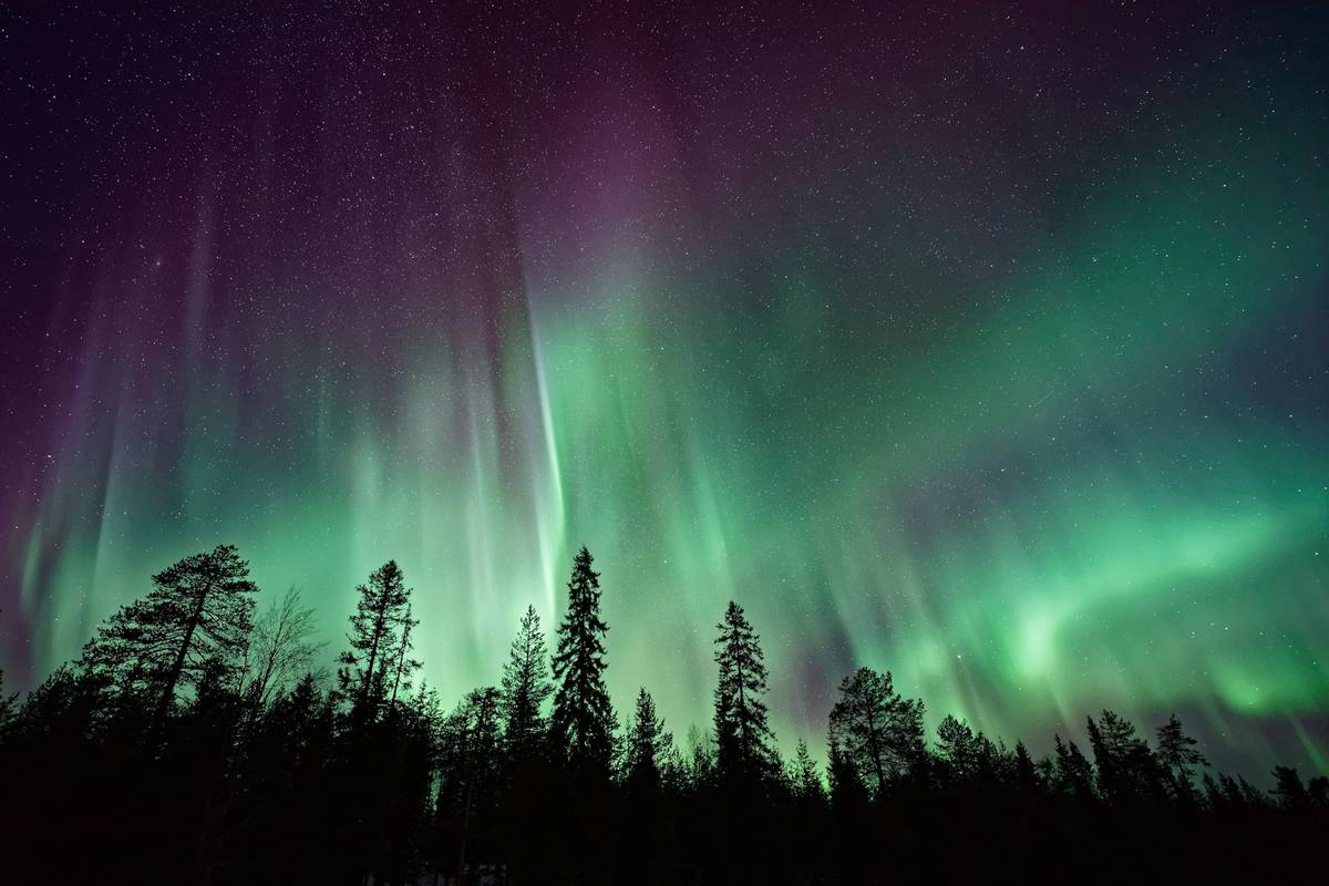The northern lights over a snowy forest in Lapland
